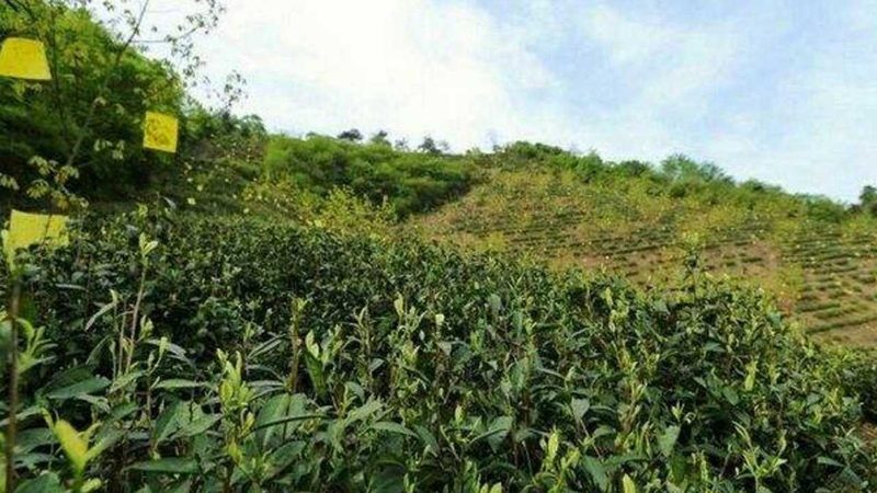 食堂有机蔬菜配送，不止是换一家供应商那么简单